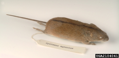 striped field mouse, Apodemus agrarius  (Rodentia: Muridae) - 2104041