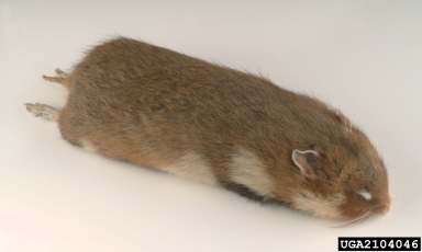 black-bellied hamster, Cricetus cricetus  (Rodentia: Muridae) - 2104046