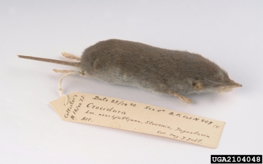 shrew, Crocidura spp.  (Insectivora: Soricidae) - 2104048