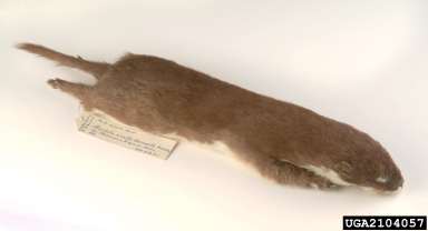 least weasel, Mustela nivalis boccamela (Carnivora: Mustelidae) - 2104057