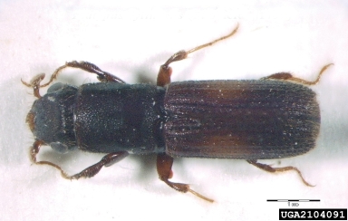 pinhole borer, Platypus cylindrus  (Coleoptera: Curculionidae) - 2104091