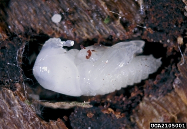 European spruce bark beetle (Ips typographus ) on Norway spruce (Picea abies ) - 2105001