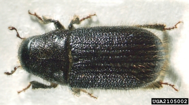great spruce bark beetle, Dendroctonus micans  (Coleoptera: Curculionidae) - 2105002