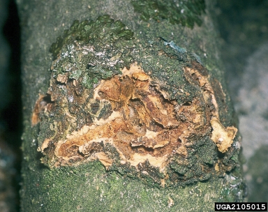 ash bark beetle (Hylesinus varius ) on flowering ash (Fraxinus ornus ) - 2105015