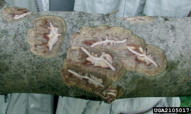 ash bark beetle (Hylesinus varius ) on flowering ash (Fraxinus ornus ) - 2105017
