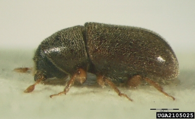 small spruce bark beetle, Polygraphus poligraphus  (Coleoptera: Curculionidae) - 2105025