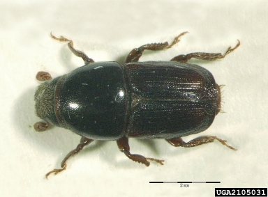large elm beetle, Scolytus scolytus  (Coleoptera: Curculionidae) - 2105031