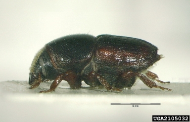 large elm beetle, Scolytus scolytus  (Coleoptera: Curculionidae) - 2105032