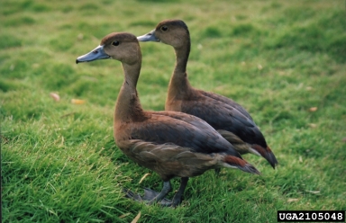 lesser whistling-duck, Dendrocygna javanica  (Anseriformes: Dendrocygnidae) - 2105048