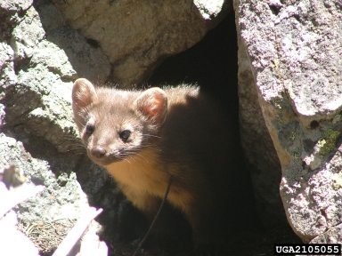 pine marten, Martes americana  (Carnivora: Mustelidae) - 2105055