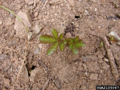 bushkiller, Cayratia japonica  (Rhamnales: Vitaceae) - 2105067
