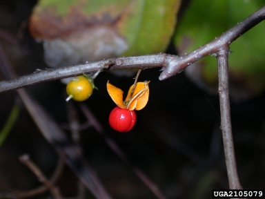 oriental bittersweet, Celastrus orbiculatus  (Celastrales: Celastraceae) - 2105079