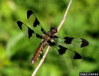 common whitetail, Libellula lydia  (Odonata: Libellulidae) - 2106044