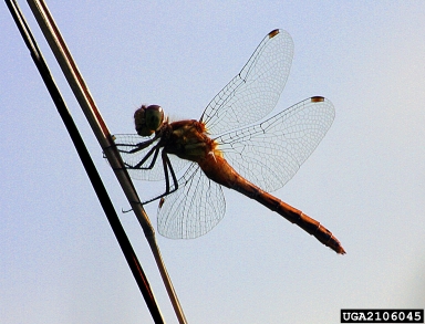 dragonflies and damselflies,    (Odonata: ) - 2106045