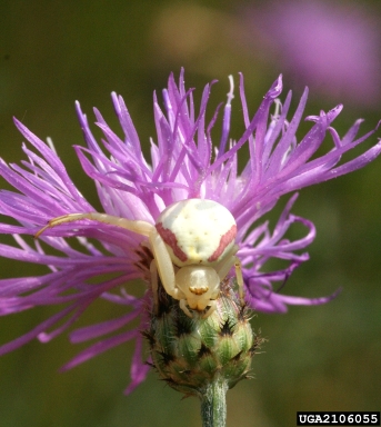 flower spider, Misumena vatia  (Araneae: Thomisidae) - 2106055