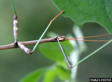 walkingstick, Diapheromera femorata  (Phasmatoptera: Phasmatidae) - 2106056