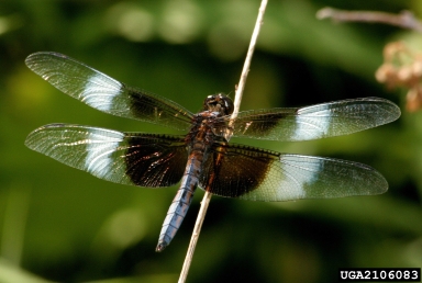 widow skimmer, Libellula luctuosa  (Odonata: Libellulidae) - 2106083