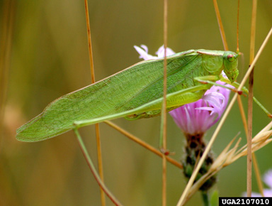 katydid,    (Orthoptera: Tettigoniidae) - 2107010