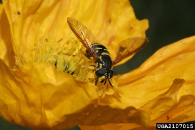 syrphid or flower flies,    (Diptera: Syrphidae) - 2107015