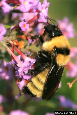 bumble bees, Bombus spp.  (Hymenoptera: Apidae) - 2107017