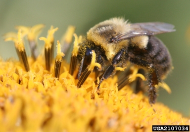 bumble bees, Bombus spp.  (Hymenoptera: Apidae) - 2107034