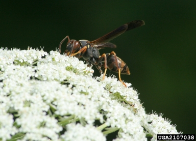 paper wasps, Polistes spp.  (Hymenoptera: Vespidae) - 2107038