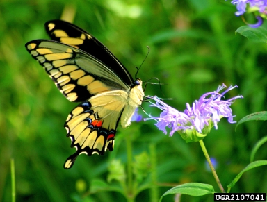 orange dog swallowtail, Papilio cresphontes  (Lepidoptera: Papilionidae) - 2107041