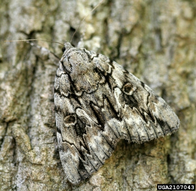 pecan catocala, Catocala spp.  (Lepidoptera: Erebidae) - 2107043