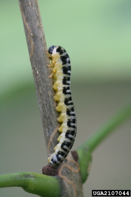 dogwood sawfly, Macremphytus tarsatus  (Hymenoptera: Tenthredinidae) - 2107044