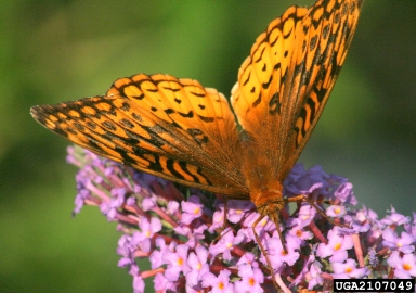 great spangled fritillary, Speyeria cybele  (Lepidoptera: Nymphalidae) - 2107049