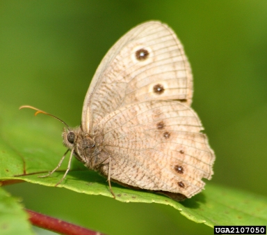 little wood satyr, Megisto cymela  (Lepidoptera: Nymphalidae) - 2107050