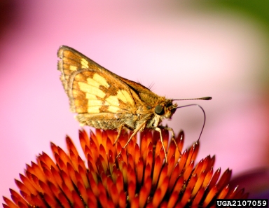 peck's skipper, Polites peckius  (Lepidoptera: Hesperiidae) - 2107059