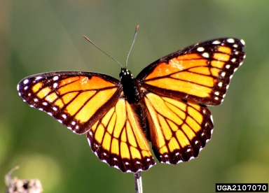 viceroy, Limenitis archippus  (Lepidoptera: Nymphalidae) - 2107070