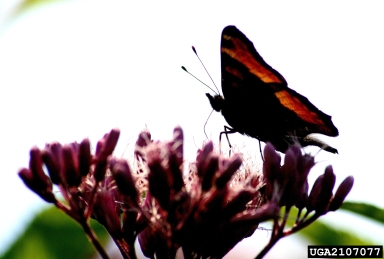 Milbert's tortoiseshell, Aglais milberti  (Lepidoptera: Nymphalidae) - 2107077