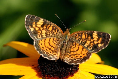 Northern crescent, Phyciodes tharos  (Lepidoptera: Nymphalidae) - 2107078