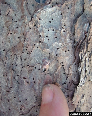 southern pine beetle, Dendroctonus frontalis  (Coleoptera: Curculionidae) - 2108027