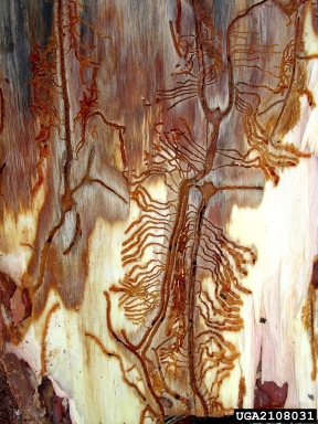 bark beetle, Ips apache  (Coleoptera: Curculionidae) - 2108031
