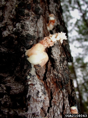 southern pine beetle, Dendroctonus frontalis  (Coleoptera: Curculionidae) - 2108043