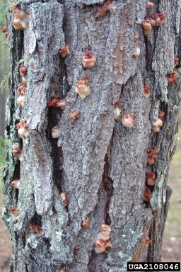 southern pine beetle, Dendroctonus frontalis  (Coleoptera: Curculionidae) - 2108046