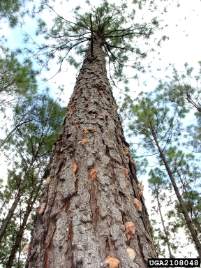 southern pine beetle, Dendroctonus frontalis  (Coleoptera: Curculionidae) - 2108048