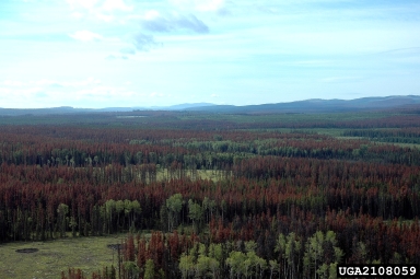 mountain pine beetle (Dendroctonus ponderosae ) on lodgepole pine (Pinus contorta ) - 2108059