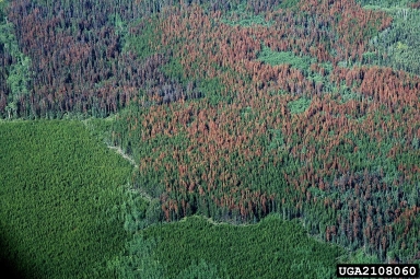 mountain pine beetle (Dendroctonus ponderosae ) on lodgepole pine (Pinus contorta ) - 2108060