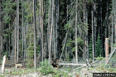 mountain pine beetle (Dendroctonus ponderosae ) on lodgepole pine (Pinus contorta ) - 2108062
