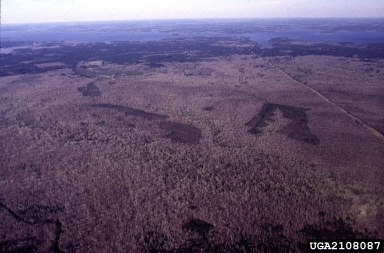 southern pine beetle (Dendroctonus frontalis ) on loblolly pine (Pinus taeda ) - 2108087