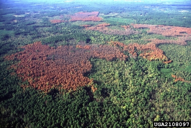 southern pine beetle (Dendroctonus frontalis ) on loblolly pine (Pinus taeda ) - 2108097