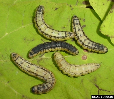 catalpa sphinx, Ceratomia catalpae  (Lepidoptera: Sphingidae) - 2109030