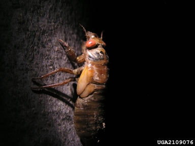 periodical cicada, Magicicada septendecim  (Hemiptera: Cicadidae) - 2109076