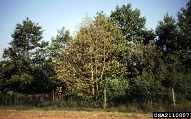 Phytophthora disease of alders (Phytophthora alni ) on gray alder (Alnus incana ) - 2110007