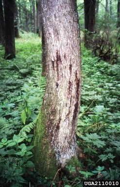 Phytophthora disease of alders (Phytophthora alni ) on European alder (Alnus glutinosa ) - 2110010