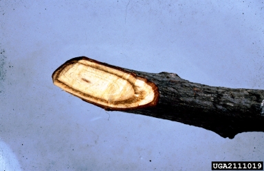Dutch elm disease (Ophiostoma ulmi ) on elm (Ulmus spp. ) - 2111019